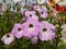 Colourful purple flowers.