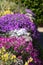 Colourful purple and pink flowered aubretia trailing plants growing on a low wall at RHS Wisley garden, near Woking in Surrey UK.