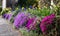 Colourful purple and pink flowering aubretia trailing plants growing out of a low wall in Pinner UK.