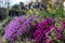 Colourful purple and pink flowering aubretia trailing plants growing out of a low wall in Pinner UK.