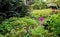 Colourful purple and pink flowers surrounded by a mass of green foliage