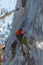 Colourful Rainbow Lorikeet perched in a tree