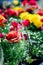 Colourful  Ranunculus Asiaticus flowers - gardening spring time