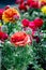 Colourful  Ranunculus Asiaticus flowers - gardening spring time