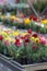 Colourful  Ranunculus Asiaticus flowers - gardening spring time