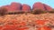 Colourful red Olgas mountains (Unesco), Australia