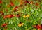 Colourful red and yellow coneflowers, also known as rudbeckia or echinacea, photographed in a garden in Norfolk UK.