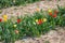 Colourful red and yellow tulips growing in a field