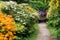 Colourful Rhododendrons in the Rhododendron Wood near Leith Hill Place in Surrey, UK line a footpath