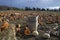 A colourful roadside pumpkin patch in a small rural community in Pickering, Ontario, Canada