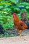 Colourful rooster American Brown Leghorn rooster