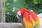 Colourful Scarlet Macaw Parrot of Mexico