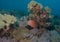 Colourful scene of giant squirrelfish swimming in beautiful coral reef garden in watamu marine park, kenya