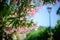 Colourful scene Pink flowers blooming pink wall and ancient lantern in background