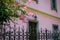 Colourful scene with Pink flowers blooming pink wall and ancient lantern in background