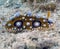 A colourful sea slug Phyllidia ocellata