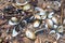 Colourful seashells on the beach of Baltic Sea