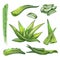 Colourful set of aloe vera elements. Vector silhouettes of botanical plant.