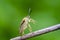 Colourful shield bug sitting on dry grass