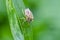 Colourful shield bug sitting on leaf