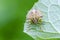 Colourful shield bug sitting on leaf