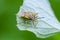 Colourful shield bug sitting on leaf