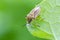 Colourful shield bug sitting on leaf
