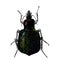 Colourful Shiny Beetle