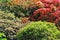 Colourful shrubs