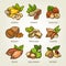 Colourful sketch of different kinds of nuts. Vector isolated kernels collection.