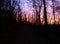 Colourful sky partially covered by trees