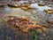 Colourful Small sandstone Rock Pools, Bondi Beach, Sydney, Australia