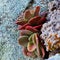 Colourful Small Succulent Flower and Lichens on Old Rocks