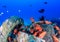 Colourful soldierfish around underwater wreckage