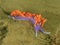 Colourful Spanish Shawl nudibranch, santa catalina island, los a