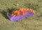 Colourful Spanish Shawl nudibranch, santa catalina island, los a