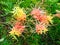 Colourful Spindly Australian Wildflowers on Green Shrub