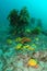 Colourful Sponges And Ecklonia Kelp