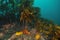 Colourful sponges among kelp