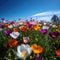 Colourful spring flowers at field over blue sky, created using generative ai technology