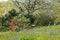 Colourful springtime field of bluebells in front of a flowering rhododendron bush and a blossoming cherry tree