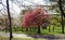 A colourful springtime image in a city park.