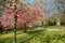 A colourful springtime image in a city park.