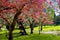 A colourful springtime image in a city park.