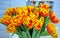 Colourful springtime tulips