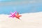 Colourful Starfish on the sand beach background blue sky.