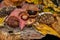 Colourful still life of pine cones, chestnuts and autumn leaves