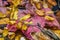 Colourful still life of pine cones, chestnuts and autumn leaves