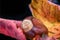 Colourful still life of pine cones, chestnuts and autumn leaves