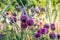 Colourful summer arrangement of purple pompon dahlias and white ornamental